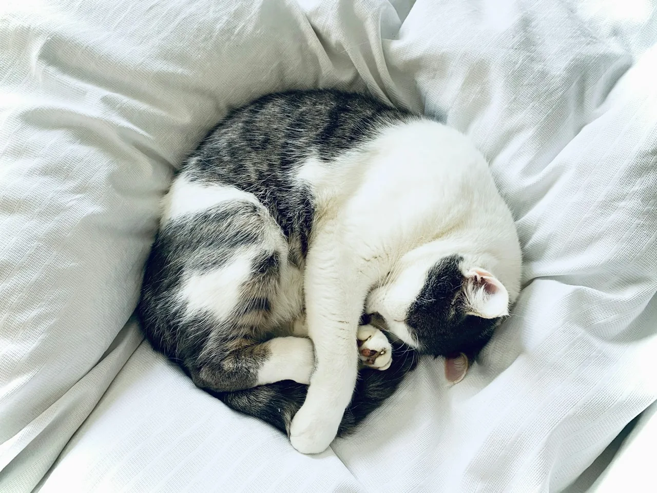 Tabby and white cat sleeping on white bedding.