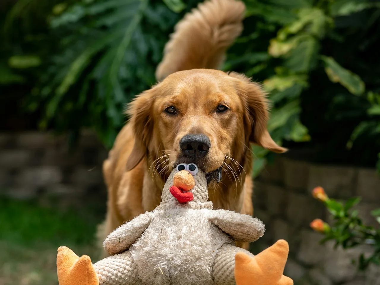 Golden retriever holding a duck-shaped toy outdoors.