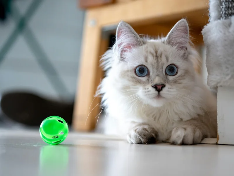 Long-haired cat beside a green toy ball.