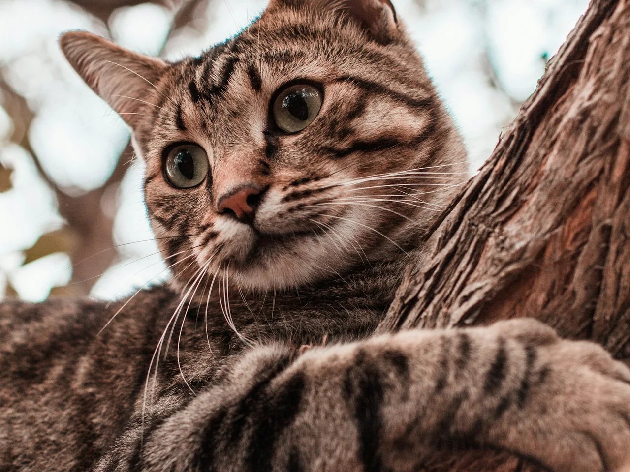 Tabby cat resting against a textured fabric perch.