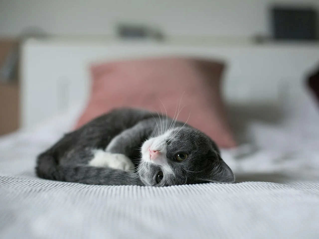Grey cat resting on a bed.