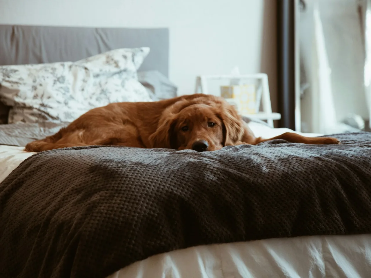 short-coated brown dog